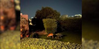 SOS για τα ελάφια στη Ρόδο – Βγήκαν στις αυλές σπιτιών και ψάχνουν για φαγητό