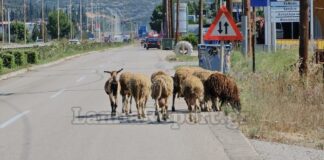 Μπήκαν τα… πρόβατα στην εθνική (βίντεο)