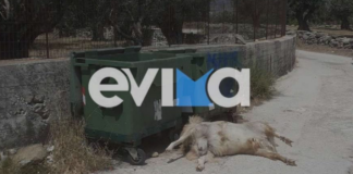 Πέταξαν στα σκουπίδια νεκρό κατσικάκι