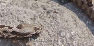 Οχιά έκοβε βόλτες στην πλατεία (βίντεο)