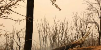 Κάηκαν πάνω από 4.000 ζώα στη μεγάλη φωτιά του Έβρου – Κραυγή απελπισίας από κτηνοτρόφους