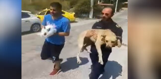 Συγκινητικό βίντεο από τη διάσωση τετράποδων εν μέσω καταστροφικών πυρκαγιών