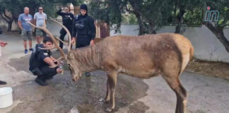 Κάτοικοι και αστυνομικοί φρόντισαν ελάφι – Δείτε βίντεο