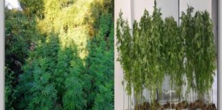 Έστησε μηχανισμό για να ποτίζει… εξ αποστάσεως τις χασισοφυτείες