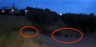Συνεχίζονται οι επιδρομές αγριογούρουνων μέσα στα σπίτια (βίντεο)