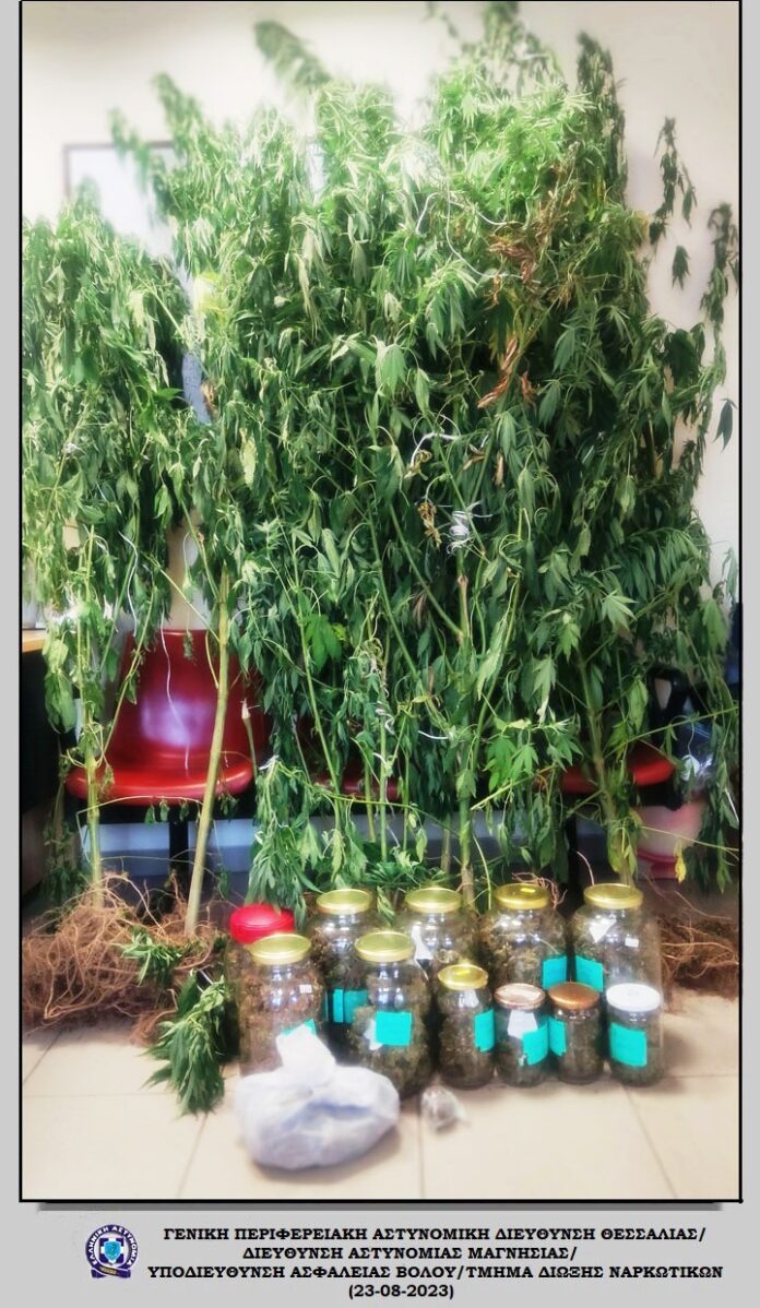 ΔΕΝΔΡΥΛΛΙΑ ΧΑΣΙΣ