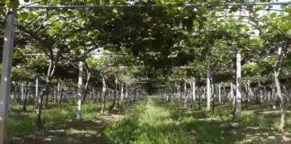 «Χάρη σε αυτό χτίσαμε σπίτι, παντρέψαμε παιδιά»: Ο πολυμήχανος γεωπόνος που έφερε στην Ελλάδα το φρούτο – χρυσάφι