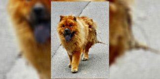 Έριξαν καυστικό υγρό σε πλάτη σκύλου