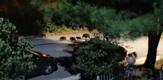 Κοπάδι 20 αγριογούρουνων βγήκε… βόλτα (βίντεο)