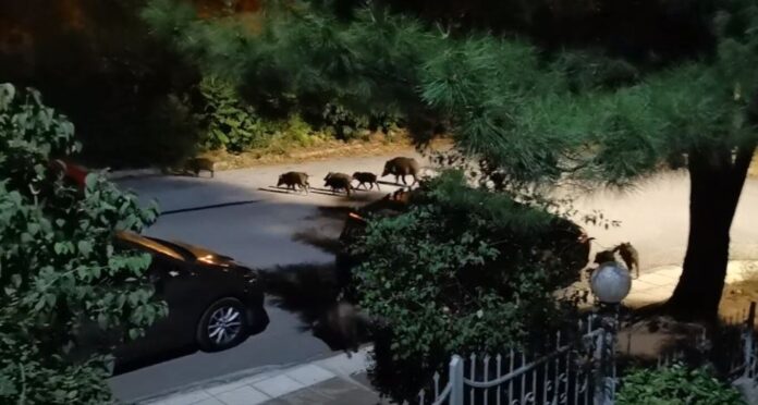 thessaloniki-agriogourouna