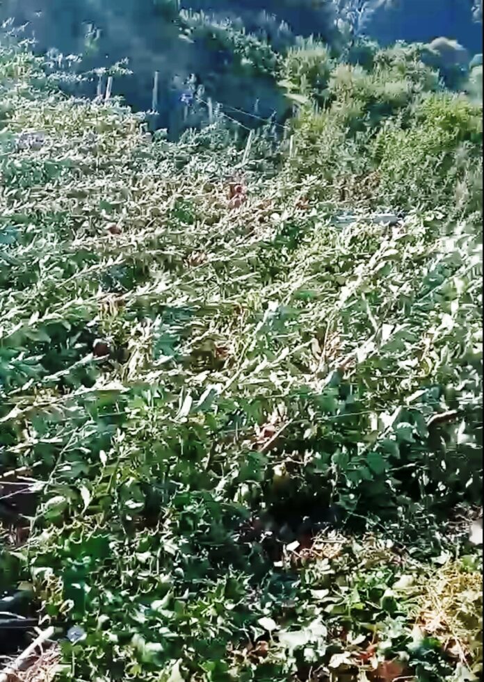 ΖΑΓΟΡΑ ΜΗΛΙΕΣ