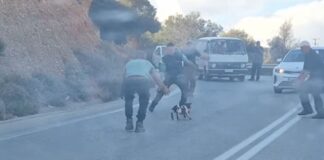 Σταμάτησαν την κυκλοφορία για να σώσουν ένα αρνάκι (βίντεο)