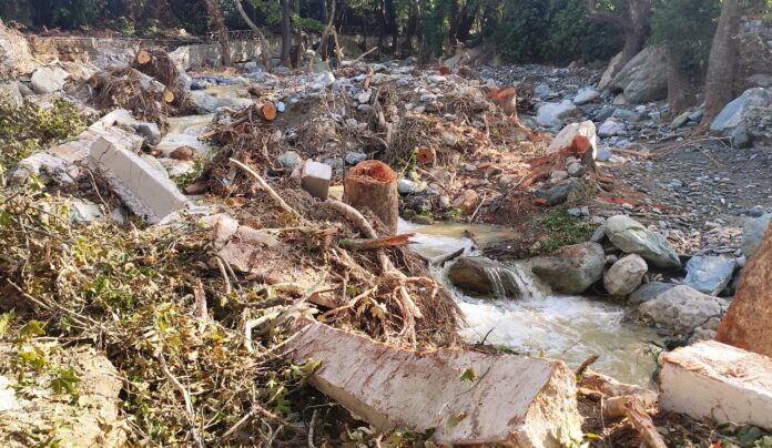 ΚΡΑΥΣΙΔΩΝΑΣ ΚΟΜΜΕΝΑ ΔΕΝΔΡΑ
