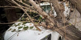 Αυτοκίνητο καταπλακώθηκε από δέντρο