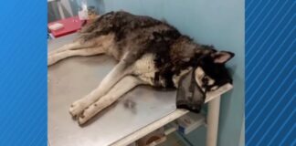«Ο κακοποιητής του χάσκι δεν ανήκει στο οικείο περιβάλλον»