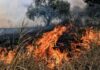 Φωτιά τώρα στην Κρήνη Φαρσάλων: Ήχησε το 112 – Σηκώθηκαν τρία αεροσκάφη