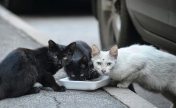 Πρόστιμο 270.000 ευρώ σε 55χρονο που εγκατέλειψε εννέα γατάκια