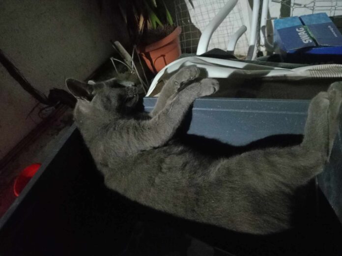 ΓΑΤΑ