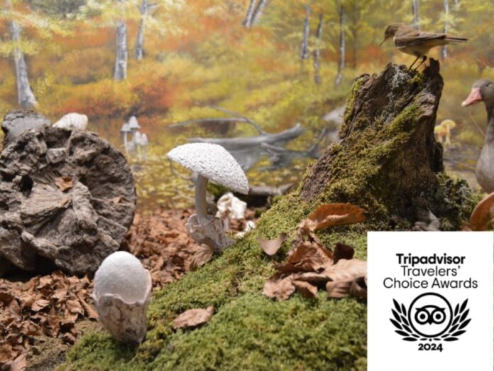 Ανώνυμο σχέδιο - tripavisor-travelers-choice-awards-meteoramuseum.3