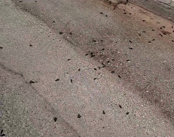 Screenshot_20240707_230909_YouTube-Small