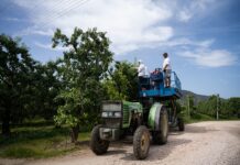 Δυσεύρετοι οι εργάτες γης στη Θεσσαλία – Το μεγάλο αγκάθι στην αγροτική παραγωγή
