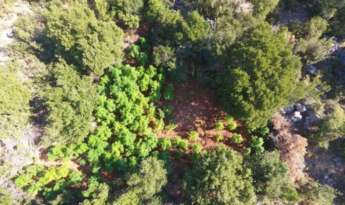 Kalamata-xasisofyteies