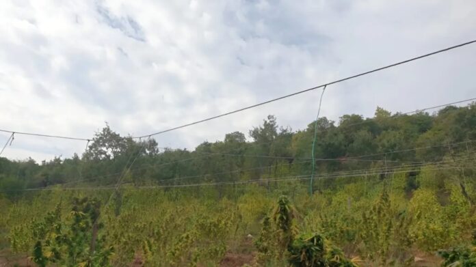 xasisofyteia almyros