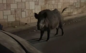 Πήγε να παρκάρει και είχε απρόσμενη συνάντηση με αγριογούρουνο που βόλταρε (βίντεο)