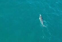 Δελφίνια δίνουν απίστευτη παράσταση στον Αγιόκαμπο (βίντεο)