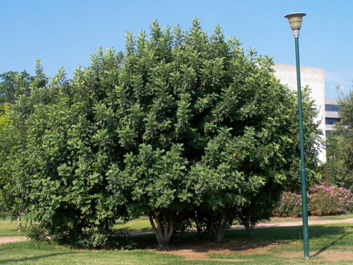 xaroupia