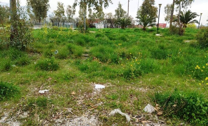 PEDION AREOS XORTA1
