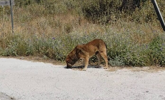kataggelia paliouri 2