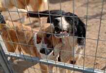 Επανέρχεται στο αίτημα για αντικατάσταση της ΦΙΟΒ από την επιτροπή το Σωματείο «Συνυπάρχω Ν. Αγχιάλου»