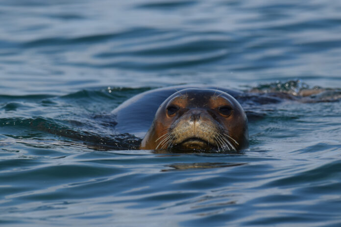 Mediterranean monk seal young in Greece