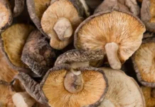 Επιστήμονες δημιούργησαν λειτουργική μνήμη υπολογιστή από μανιτάρια σιτάκε