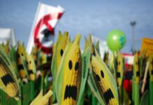 Greenpeace: Η Ελλάδα να πει “όχι” στη νέα νομοθεσία της ΕΕ για τα μεταλλαγμένα