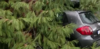 Δέντρο καταπλάκωσε αυτοκίνητο-«Είχα βγει από το ΙΧ λίγα λεπτά πριν»