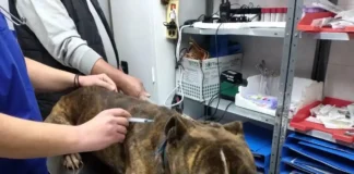 «Δεν μπορεί να εξημερωθεί» λέει η φιλοζωική για το πίτμπουλ που κατασπάραξε τον 2χρονο