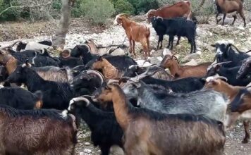 Η Ελλάδα ανακτά το επίσημο καθεστώς χώρας απαλλαγμένης από την πανώλη μικρών αιγοπροβάτων