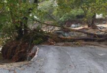 Πλατάνια πλάκωσαν δύο ΙΧ τον Μάιο στην Άλλη Μεριά- Η ιδιοκτήτρια έβαλε μέχρι και τοπογράφο για να βρει τον υπεύθυνο!