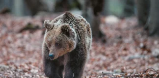 Ανησυχία στο Ωραιόκαστρο: Αρκούδα έκανε την εμφάνισή της σε κατοικημένες περιοχές