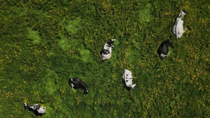 cows-18052026-1200x675