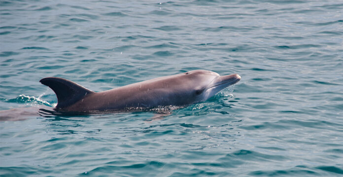delfini_324_2