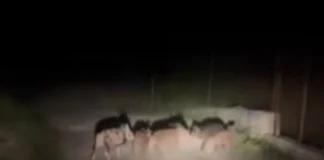 Αγριογούρουνα ακολουθούσαν διανομέα για αρκετά μέτρα μέσα στη νύχτα