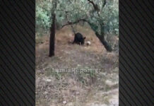 Αγριογούρουνο «κοντρολάρει» μπάλα που βρήκε σε χωράφι (βίντεο)