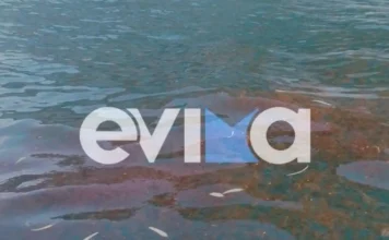 Εύβοια: Η θάλασσα άλλαξε χρώμα από τις μέδουσες