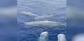 Πέντε φάλαινες φυσητήρες συναντήθηκαν στα ανοιχτά προς Παξούς (βίντεο)