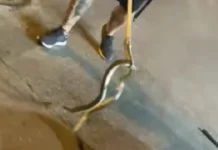 Άνοιξε το καπό του αυτοκινήτου και είδε ένα τεράστιο φίδι (βίντεο)