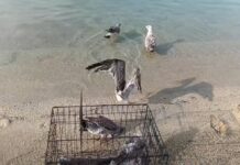 Λέσχη Ειδικών Δυνάμεων Μαγνησίας: Απελευθέρωσαν στη θάλασσα νεοσσούς γλάρους