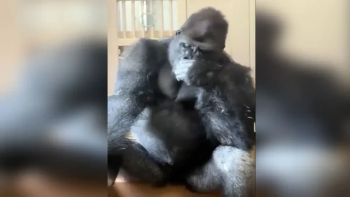 gorilla-sad